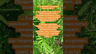 От витилиго, пигментных пятен. #магия #заговоры #здоровье #витилиго #лечение #исцеление #кожа