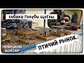 ПТИЧИЙ РЫНОК САДОВОД / СНИМАТЬ ЗАПРЕЩЕНО / СОБАКИ, ГОЛУБИ, ЩЕГЛЫ