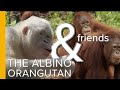 The World's Only Albino Orangutan & Friends | Love Nature