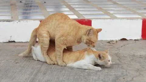 Watch the video about Animals love story/cats mating videos/The Official Guide to cat ruler/Persian cat mating near me