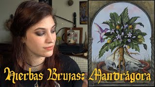 Veneno, magia amorosa y ungüento de brujas: la MANDRÁGORA