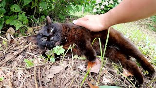 ムスッとした表情の短足の黒猫が小さなクマみたいで可愛い