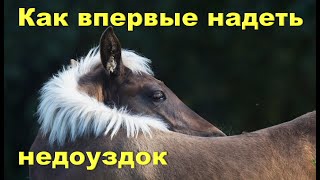 Аркан-недоуздок. Как удобно и спокойно для жеребёнка надеть недоуздок.