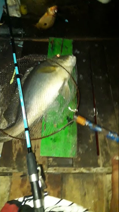 ikan pinang di belah 2