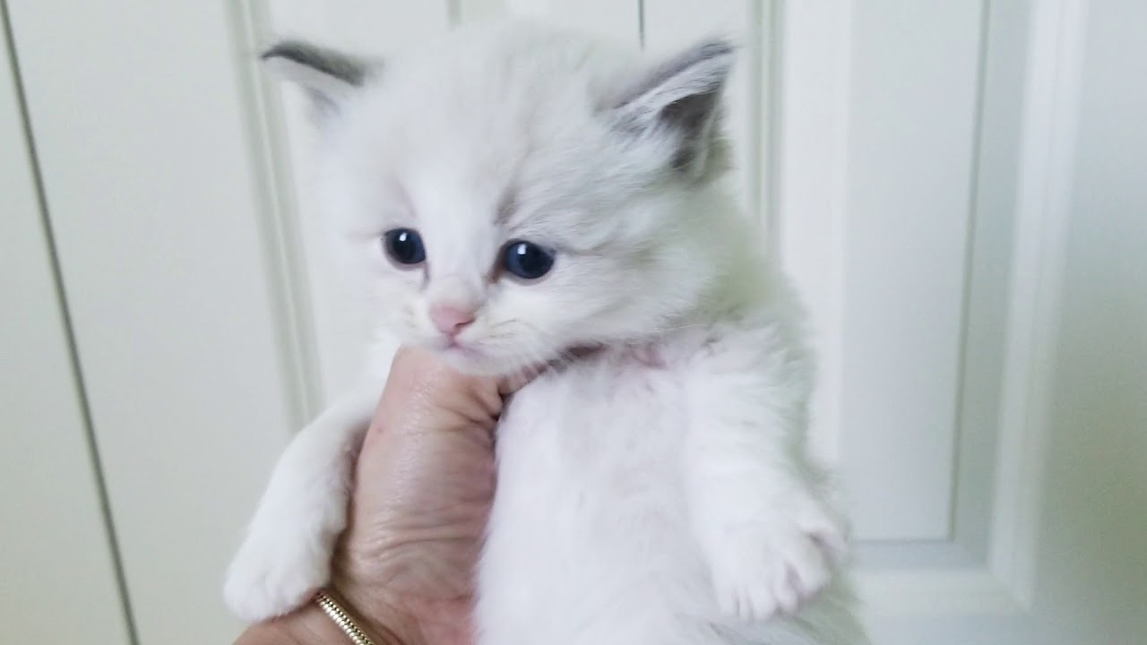 ragmatical ragdolls