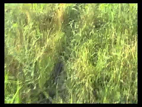 წყალსაქაჩი ტუმბო   \"ირეკსონი\"