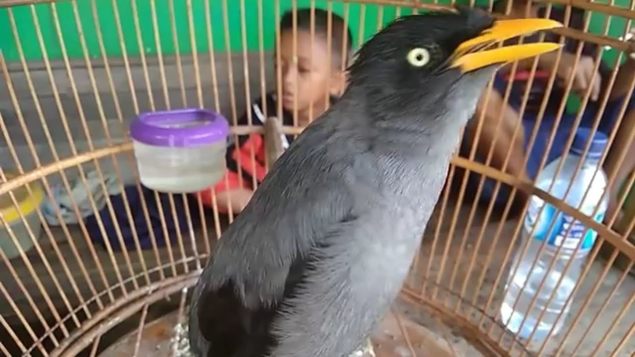 Siulan khas jalak kebo 