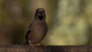 Meggyvágó - Hawfinch