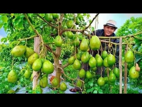 Video: Can You Grow Pawpaws - Paano Magtanim ng Pawpaw Trees Mula sa mga Pinagputulan