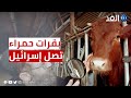 حكومة الاحتلال تستورد بقرات حمراء لإقامة الهيكل المزعوم بالحرم القدسي 