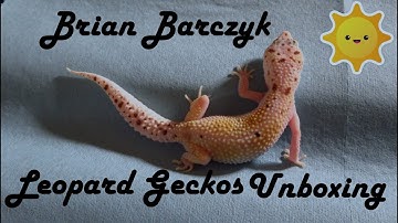 Unboxing New Beautiful Leopard Geckos from Brian and Lori Barczyk at BHB Reptiles 2018