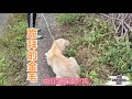 20913屠宰场救助金毛跪拜感恩时我落泪了救助真的太难了Golden retriever rescued from slaughter knelt down to express gratitude