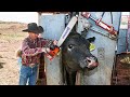 See how this cow machine works incredible farm modern technology machines