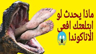 ماذا سوف يحدث لك لو ابتلعتك افعي الاناكوندا ؟! #shorts