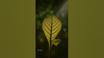 Wait for it ... #lightroom #snapseed #photography #editing #creativeediting #nature