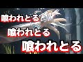 アオリイカがウグイばかり食べるので定点カメラで謎を解いてみた。