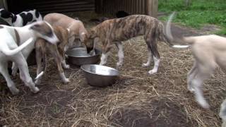 Greyhound Care: Broodmatrons and young pups