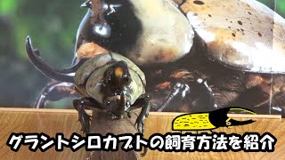 グラントシロカブトの飼育方法を紹介