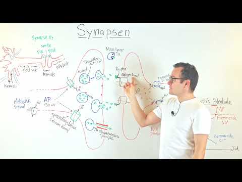 Video: Hvornår opstår synapsis?