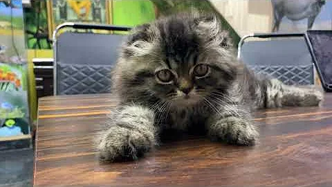 Watch the video about Persian Kitten 🖤