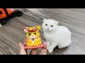 peaceful cat vs angry doll cat | The Best Cute and Funny Cat Videos This Week! 🐱