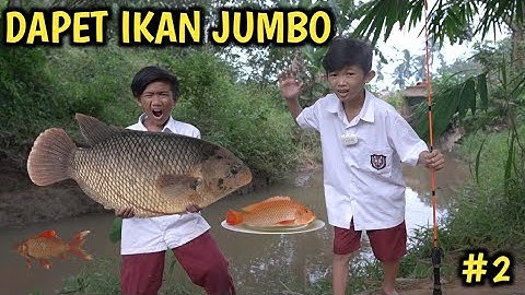 ADNAN MANCING BARENG OKEM DAPET IKAN JUMBO DI KALI