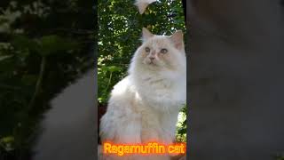 Ragamuffin cat #shorts #cat #viral