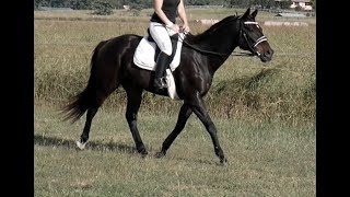 BLACKIE'S LOVELY SOFT TROT LOOSE REIN LARGE OPEN PADDOCK