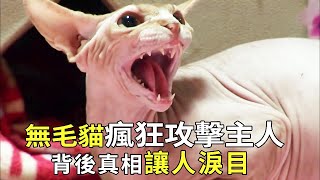 The hairless cat's character changed greatly and attacked its owner crazily. The owner not only did