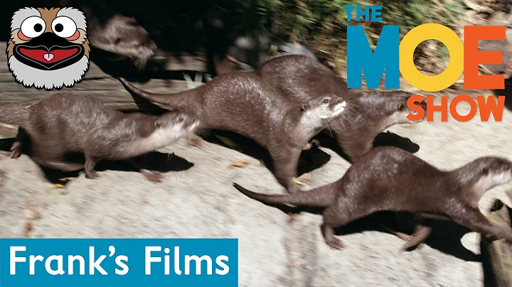 Frank's Friends - Otters | Kids Learn About Otters | Fun & Educational #Otters #Animals #TheMoeShow - DayDayNews