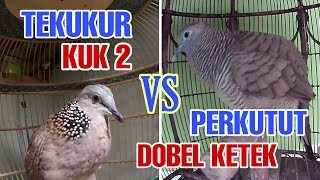 Perkutut Lokal Gacor Irama Dobel Ketek VS Tekukur Gacor Kuk 2 Suara Adem‼️