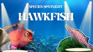 The Ultimate guide to Reefing: Hawkfish Species Spotlight