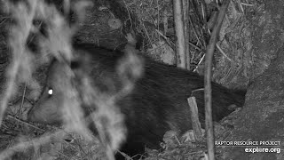 Decorah North  Opossum carrying leaves (explore.org 11 19 2020)