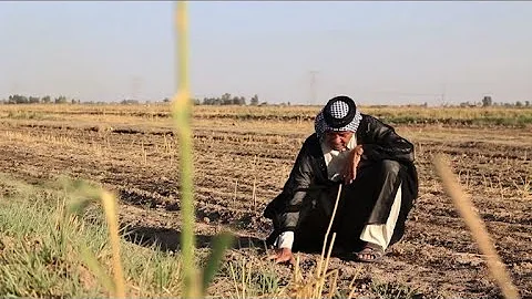 Iraq's treasured amber rice crop devastated by dro...