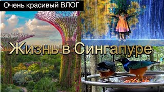 ВЛОГ: жизнь в Сингапуре, парк птиц, волшебный музей, немного новостей.