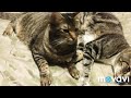 Rare Breed Sokoke Forest Cats の動画、YouTube動画。