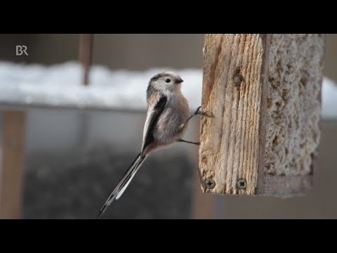 Video: So Helfen Sie Den Vögeln Durch Den Winter