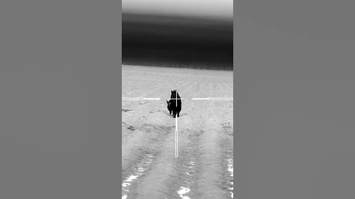 🐗💕🐗 They say feral hogs are prolific breeders… #hunting #hoghunting #thermalhunting