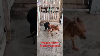 Dogs Mating | Parjenje psov | Prague Ratter | Praški podganar