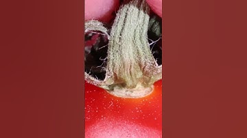 Tomato  #macro #macrovideo #closeup #shorts #asmr #slowmotion #slowmo #satisfying #satisfyingvideo