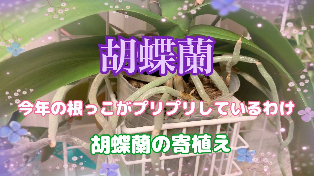 【胡蝶蘭】今年の根っこはプリプリです/胡蝶蘭の寄植え