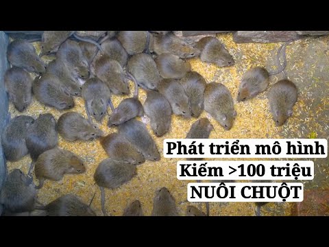 Video: Cách Nuôi Chuột