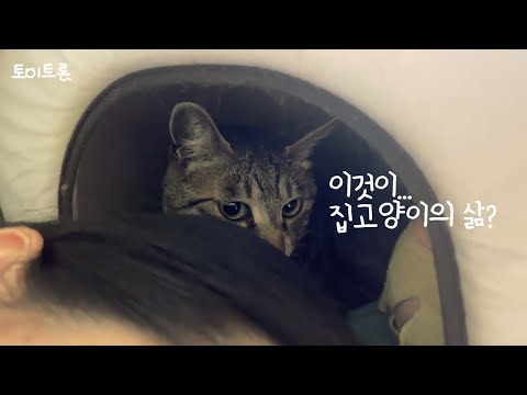 [장난감 나라의 트론이] EP. 351 오붓한 시간