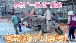 东北特色“一条龙”服务,收苞米自带工人,小娜家卖了一万斤苞米