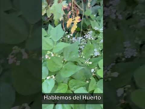 Vídeo: Què és una planta de mongeta afortunada: com cultivar plantes de mongeta afortunada a casa