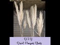 DIY DRIED Pampas Grass for Wedding