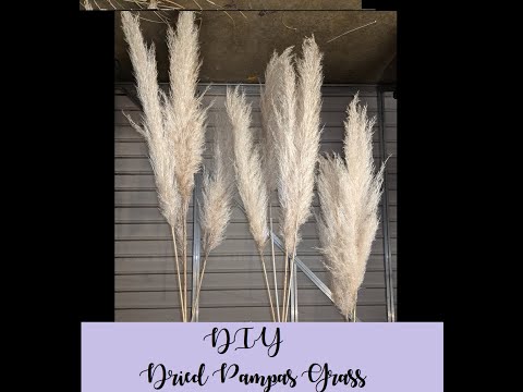 Βίντεο: Pampas Grass Plants - Πώς μπορώ να απαλλαγώ από το Pampas Grass