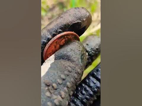 #metaldetecting #коппостарине #коп #металошукач #топ #археолог #coin # ...