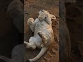 猫がよかったのに〜!と駄々を捏ねるライオンの子供