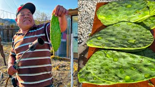 como hacer un pelador de nopales casero 